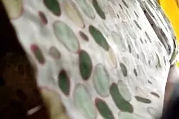 Âm hộ ngọt ngào trong quần pim xet dit nhau lót ướt cums từ máy rung.